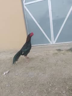 aseel