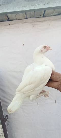 white heera