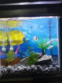 1 feet aquarium