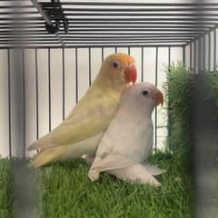 Creamino, Decino, Albino-red, Albino/ino