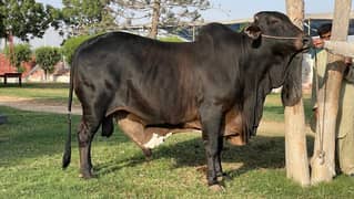 Cholistani
