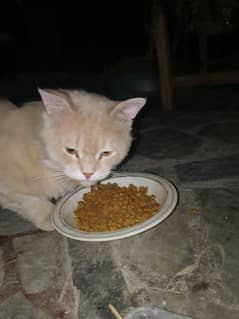 kokii