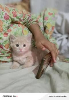 kitten