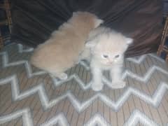 Persian Cat | Cute Kittens | Persian Kitten | Cats For Sale