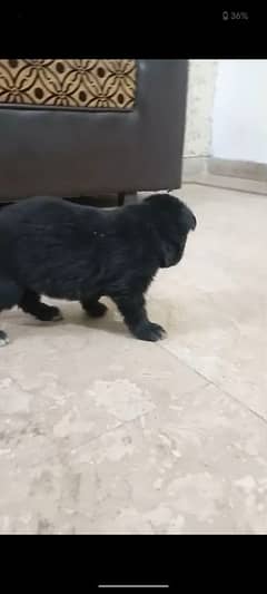 German shepherd long road black
