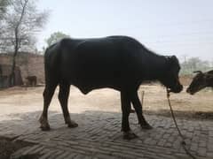 4 Dant jhotti for QURBANI call or what's up 03421217945