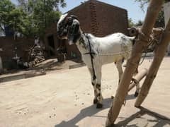 MAKHI CHINA BAKRA FOR QURBANI CALL OR WHAT'S UP 03421217945