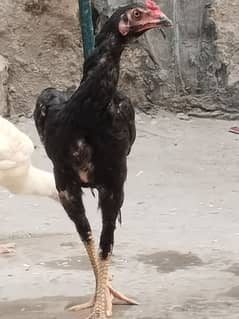 aseel murgha argent sell