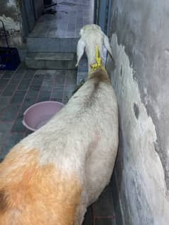 Dombi meet 50 plus weight
