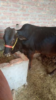 bachraa for sale