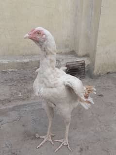 Aseel
