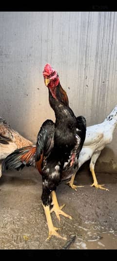 4 month old pure japanese king  shamo chicks