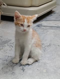 Kittens