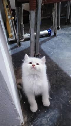 Persian cat kittens available