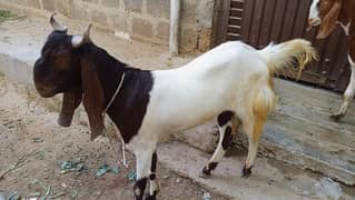 bakra