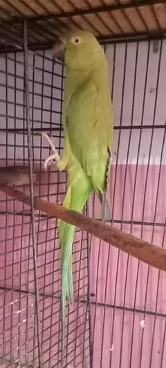 toti