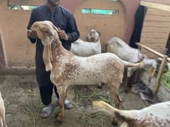 Makhi