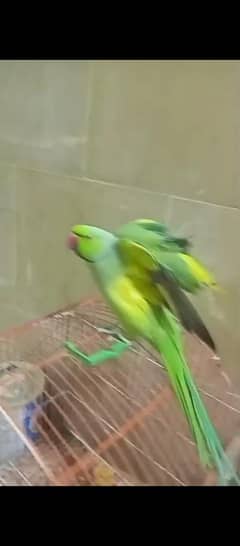 ring neck parrot