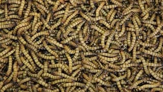 Mealworm Premium Quality 1 Kg