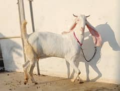 3 Gulabi Bakriyan for Sale | 50kg+, 55kg+ & 70kg+ | Gulabi goats