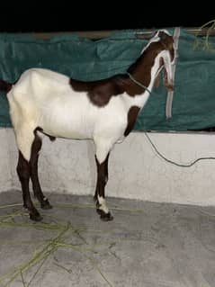 Bakra Rajanpur desi