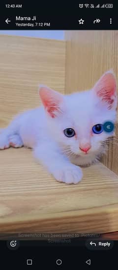 Semi Persian cats for adoption