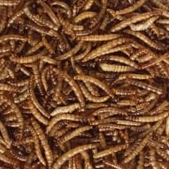 Mealworm Premium Quality