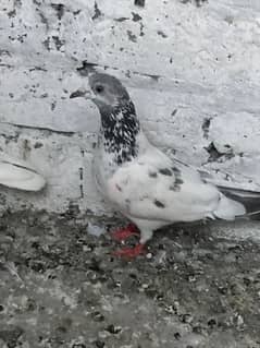 three pegion forsale