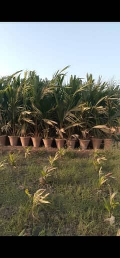 coconut