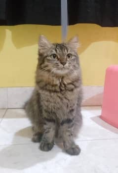 Persian