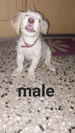 Ppodle dog for sale. Buy 1 get female for free.