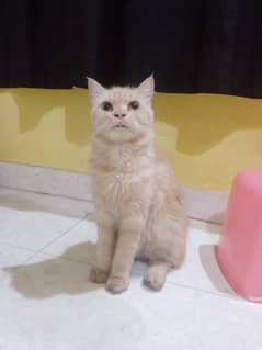 female Persian cat