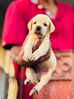 Labrador female puppy