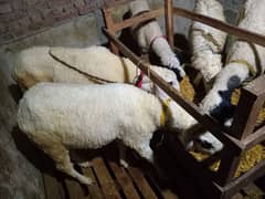 kajley chatrey for sale