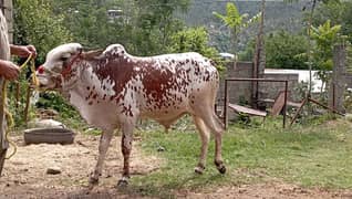 bulls for sale