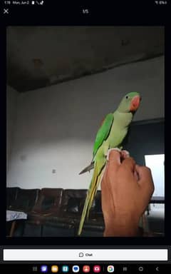 no bite freindly home bird