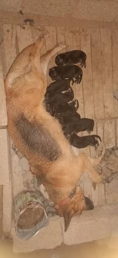 pupys
