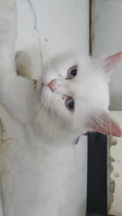 cat for sale name (Leo)