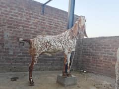 makhi chena bakra fore sale