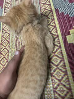 persian cate with long far