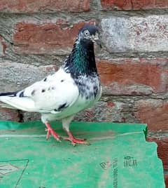 pure ch shb wali teddy madi for sale ks bhai ko jahiya nmbr 3136570817