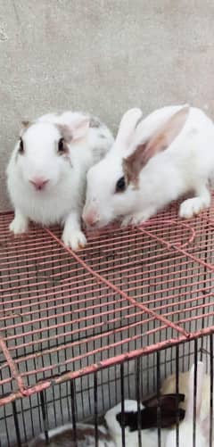 8 Adult Rabbits Finale 500 per