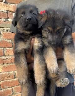 Gsd