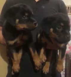 Rottweiler puppies