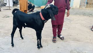 Desi lala