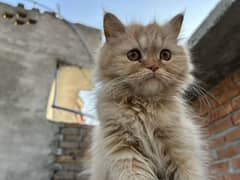 Persian cat with punch face heavy far