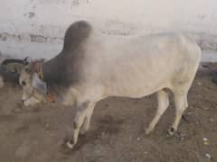 kurbani