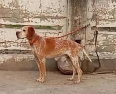 Pointer dog