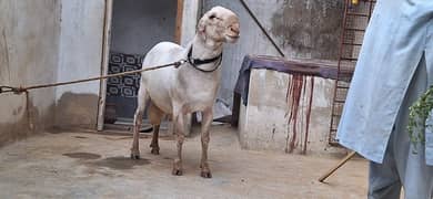dumba for qurbani
