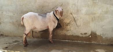 dumba for qurbani